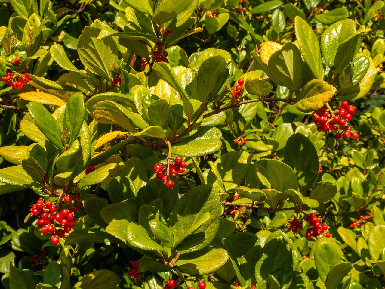Viburnum suspensum _2025-05-13_1-4
