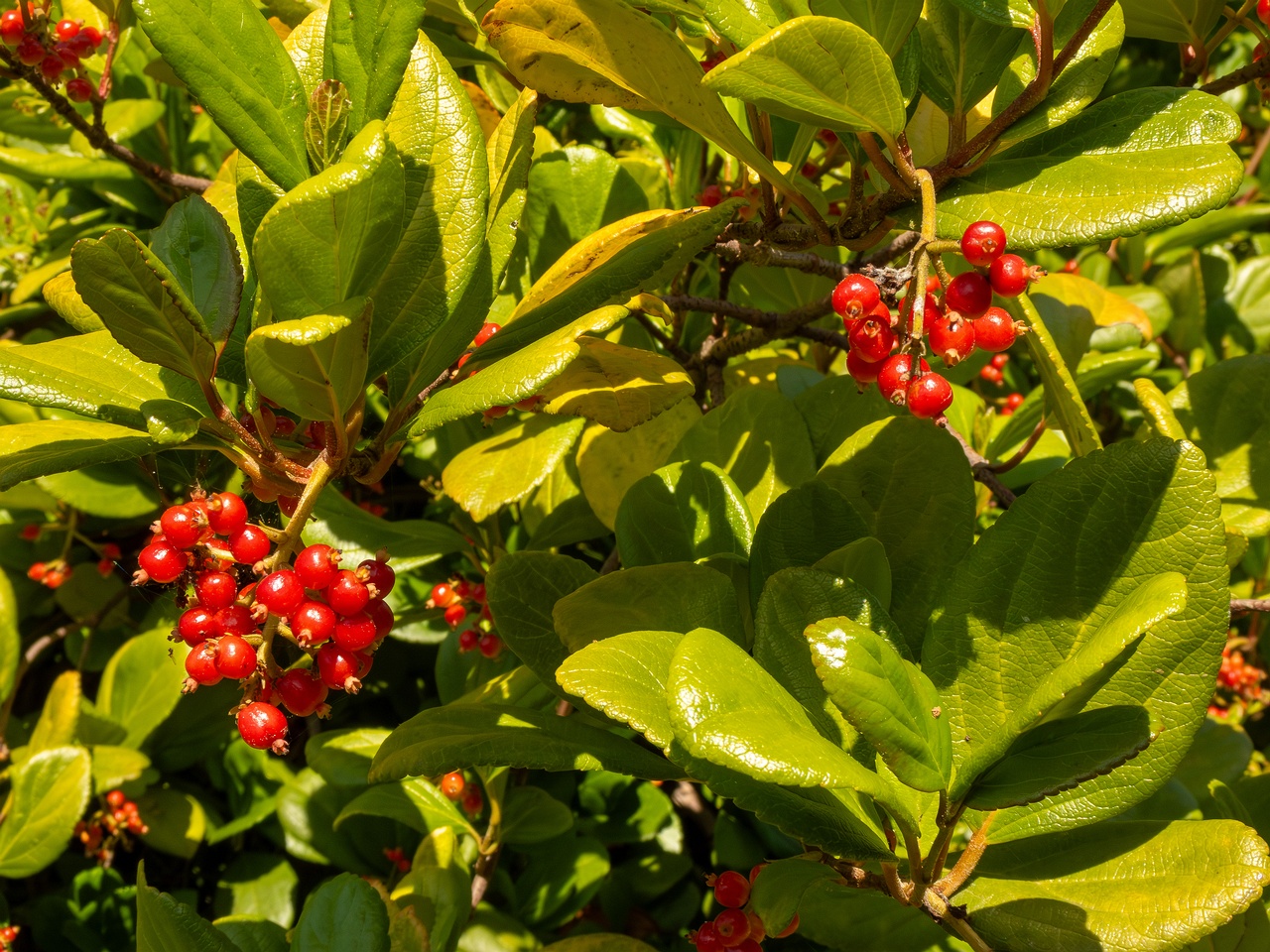 Viburnum suspensum _2025-05-13_1-5