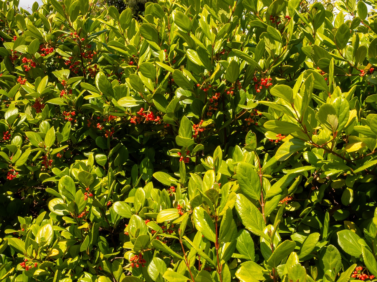 Viburnum suspensum _2025-05-13_1-7