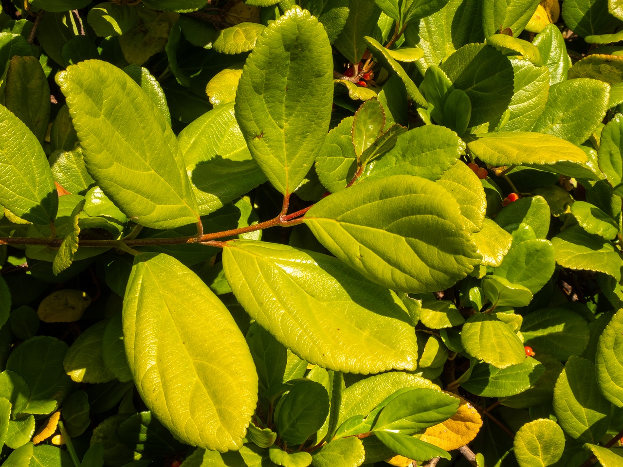 Viburnum suspensum _2025-05-13_1-8