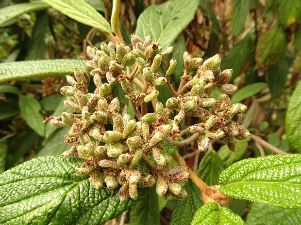 Калина морщинистолистная - Viburnum rhytidophyllum