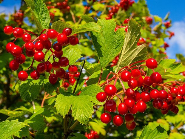 Калина обыкновенная - Viburnum opulus