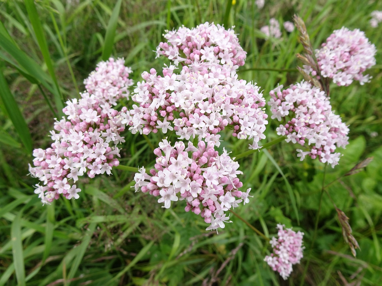 Valeriana officinalis 22-Jul-19 _ 11_48_06