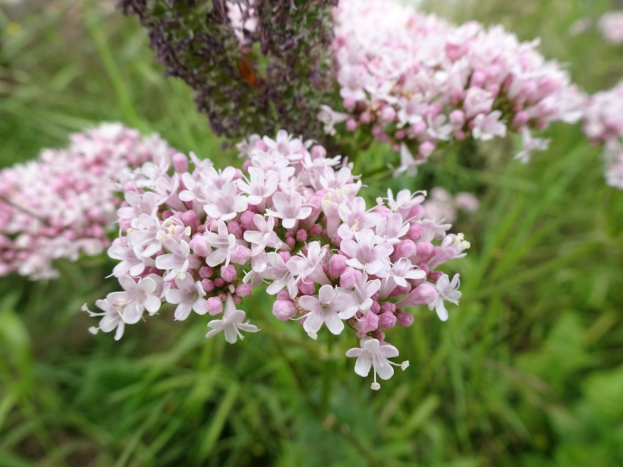 Valeriana officinalis 22-Jul-19 _ 11_48_12