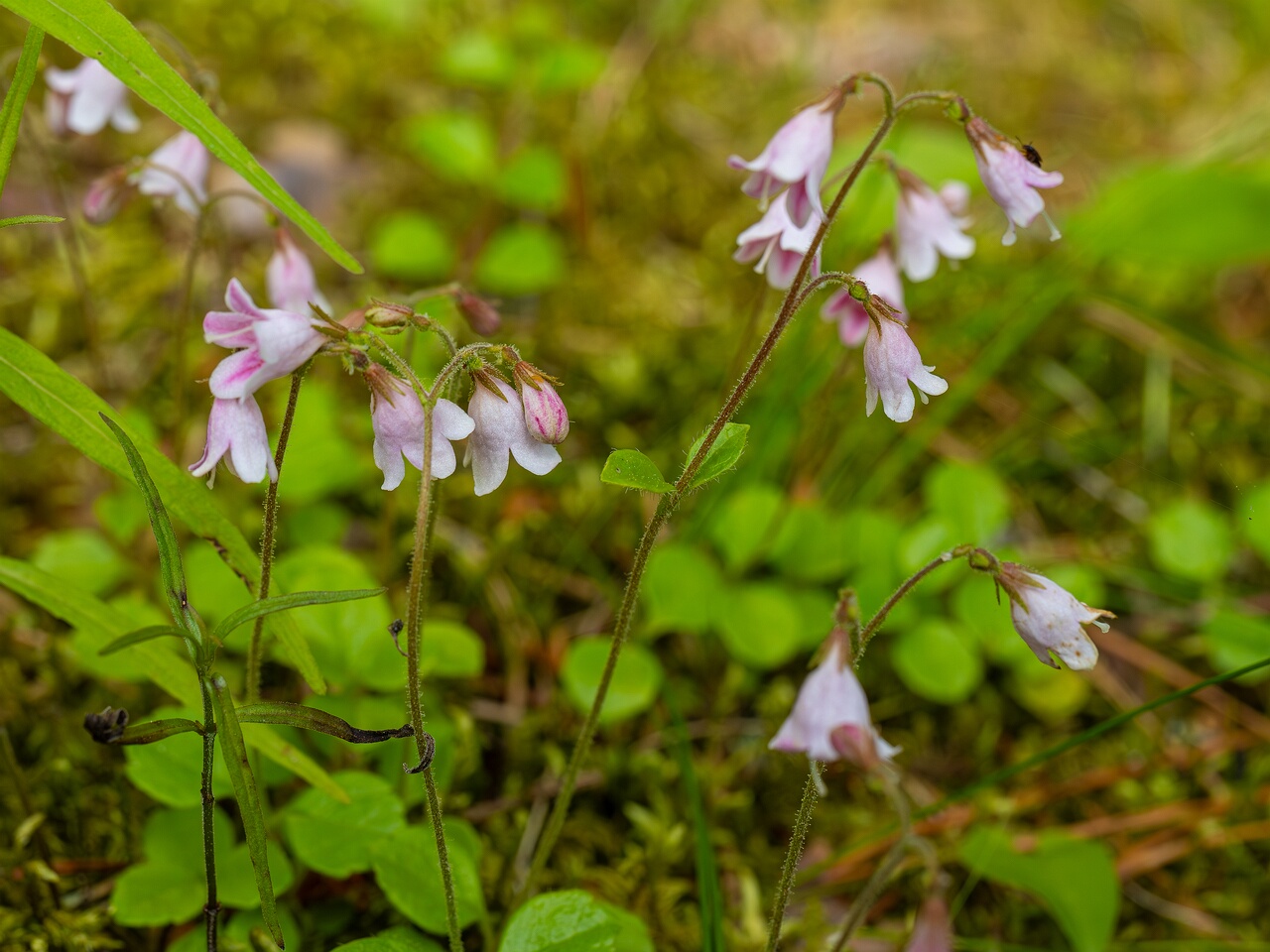 !Linnaea borealis subsp. borealis _2026-06-20_1-2