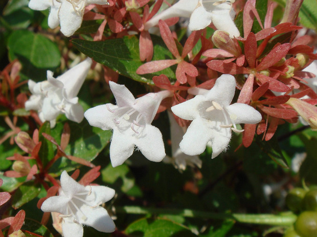 Абелия x великоцветная - Abelia x grandiflora
