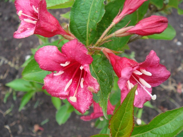 Вейгела цветущая - Weigela florida