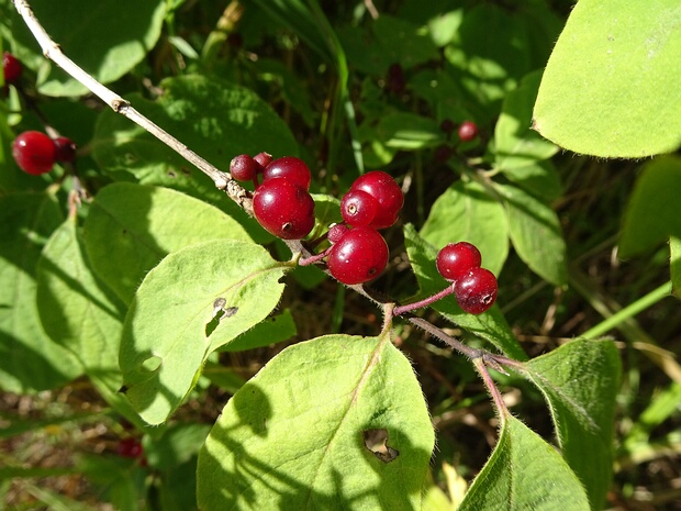 Жимолость обыкновенная - Lonicera xylosteum