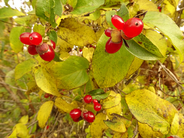 Жимолость пупырчатая - Lonicera vesicaria