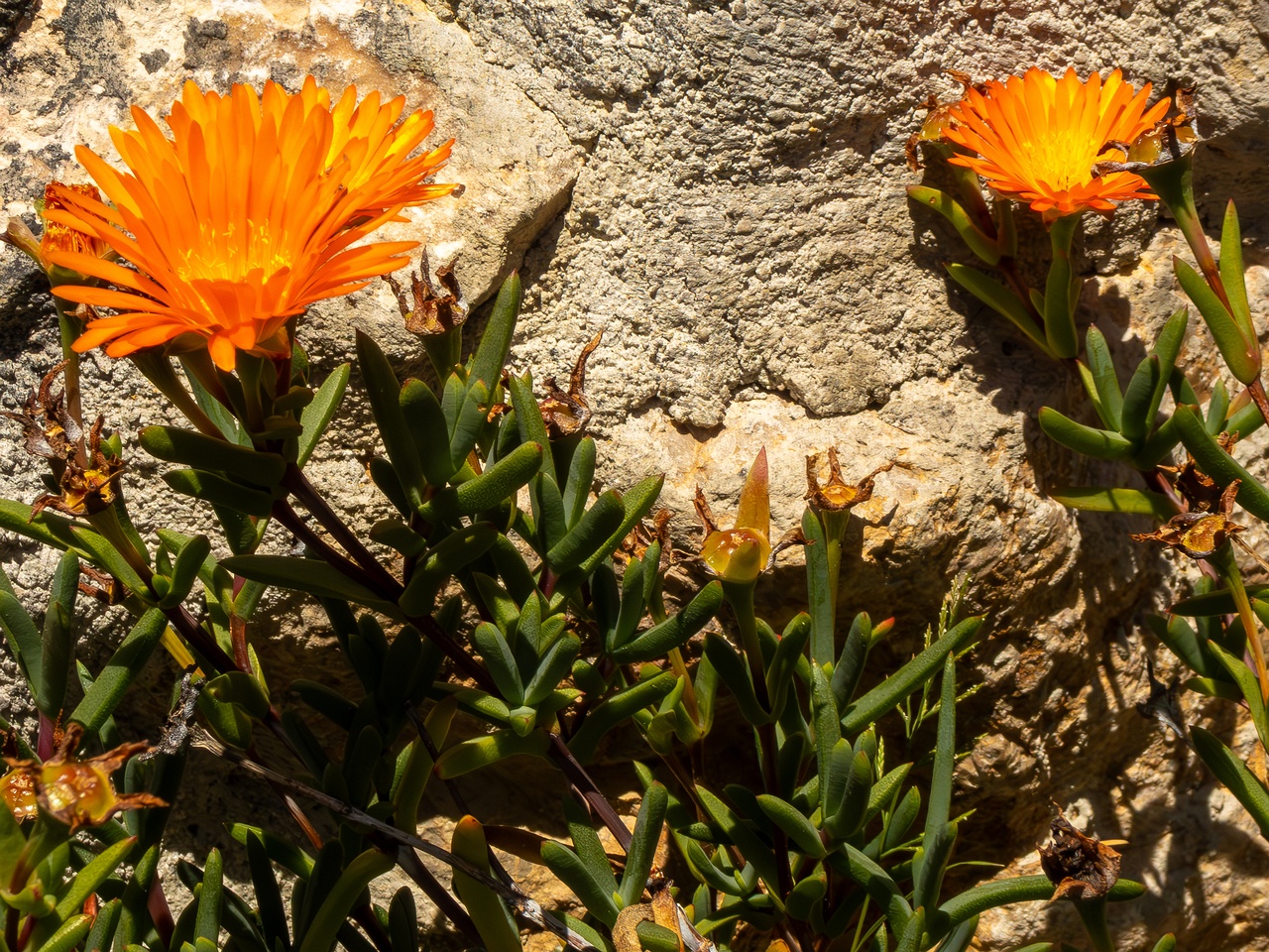 !Lampranthus glaucoides _2025-05-15_1-4