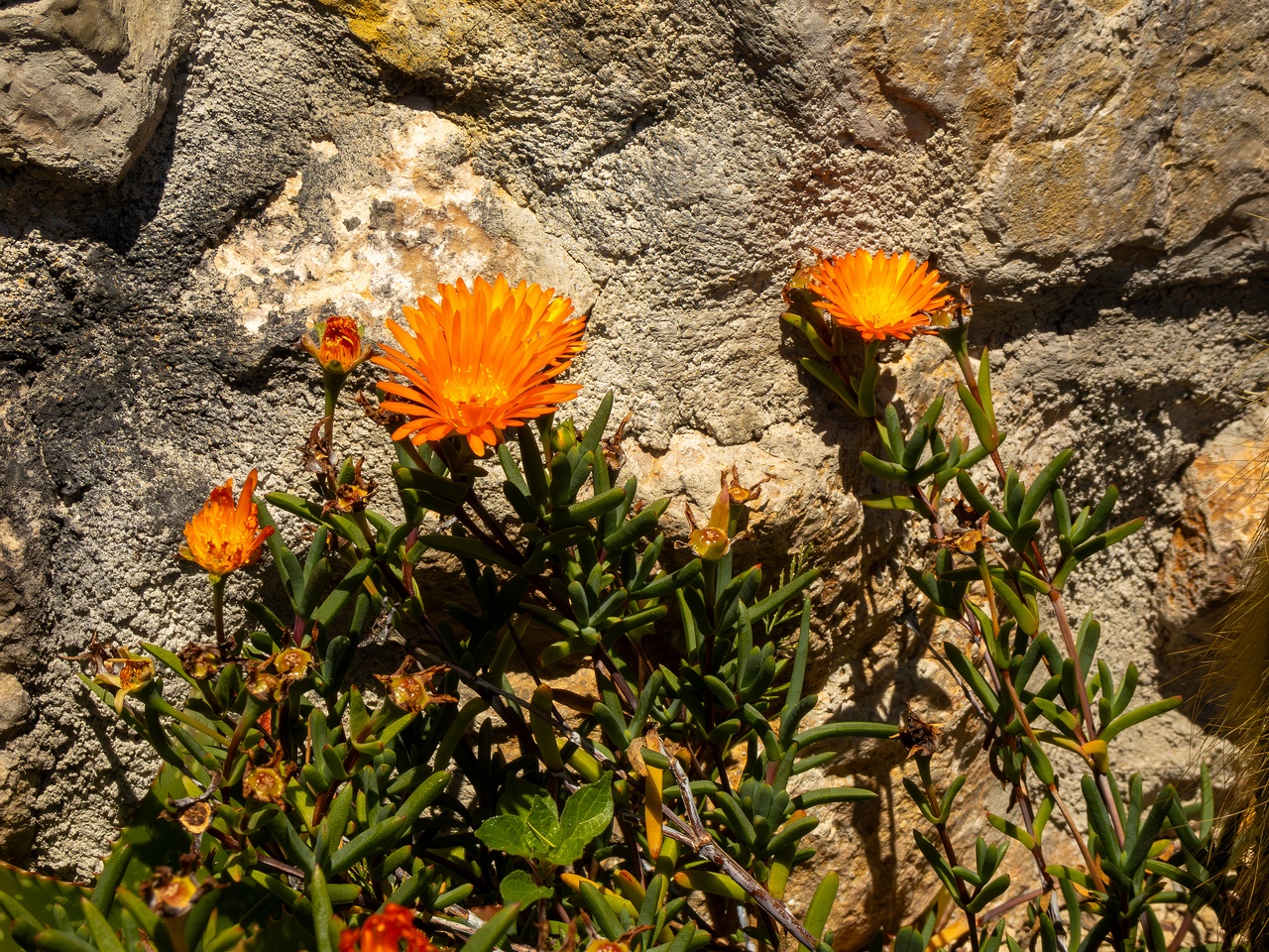 Lampranthus glaucoides _2025-05-15_1-1