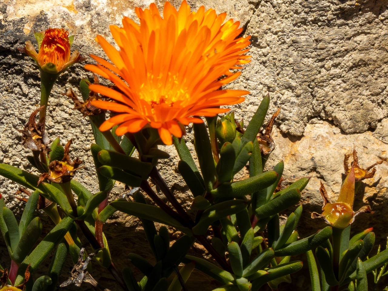 Lampranthus glaucoides _2025-05-15_1-2