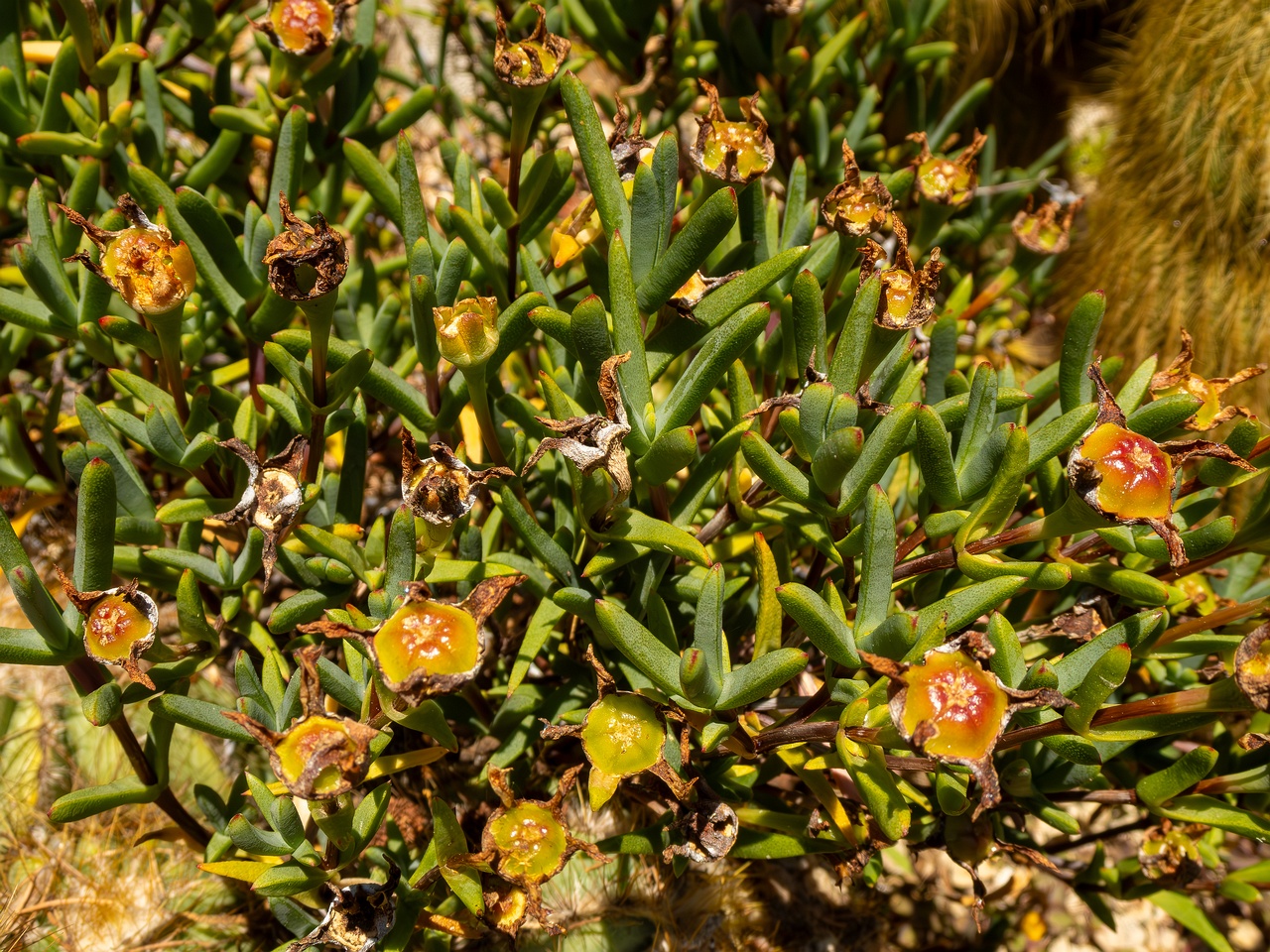 Lampranthus glaucoides _2025-05-15_1-3