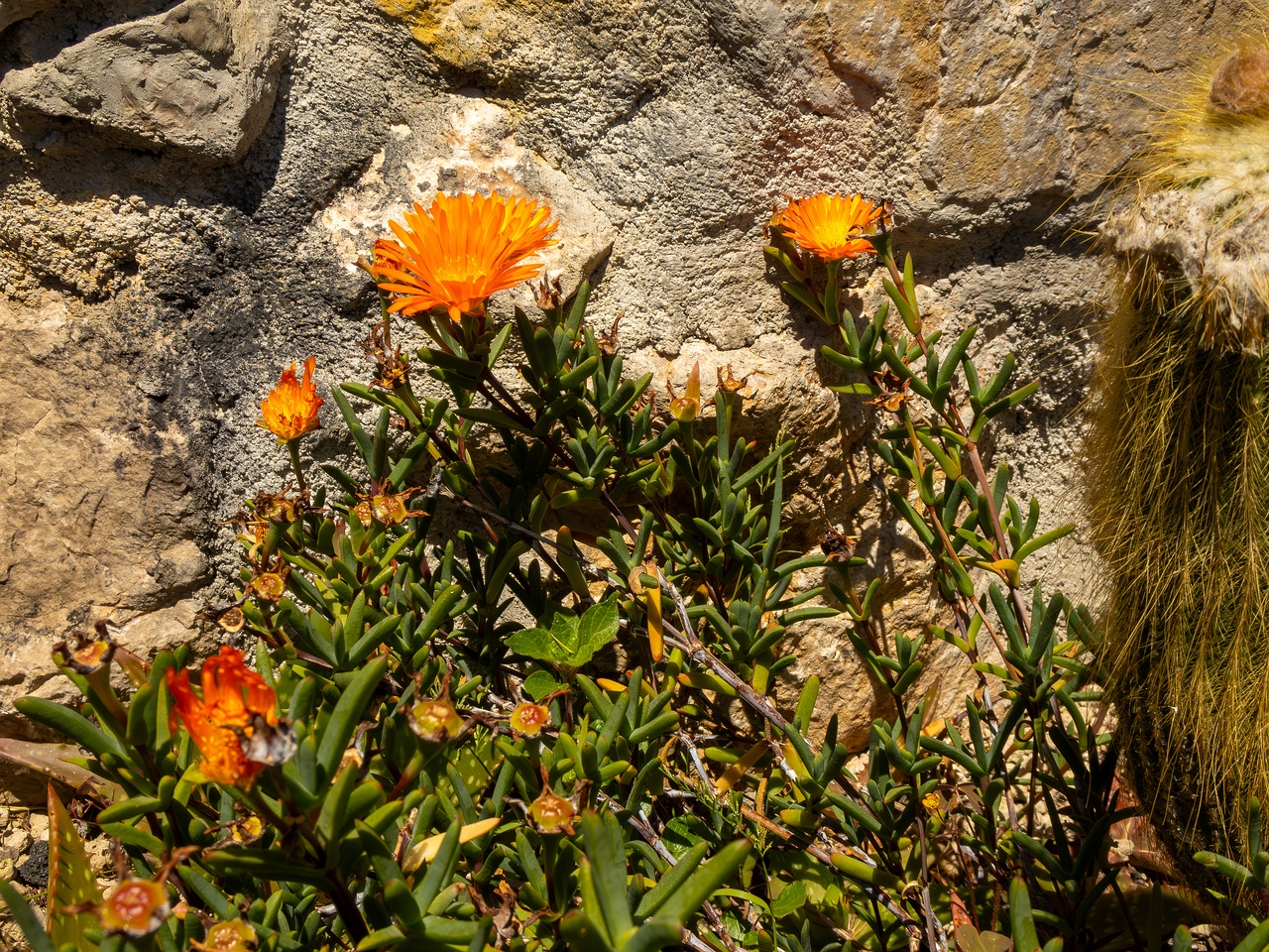 Lampranthus glaucoides _2025-05-15_1-5