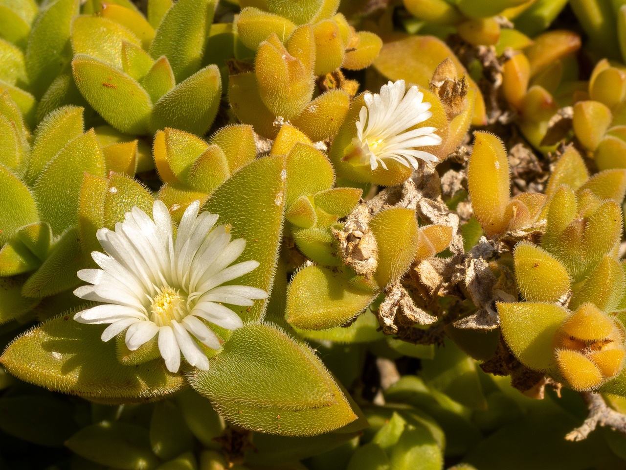!Mesembryanthemum nodiflorum _2025-05-13_1-4