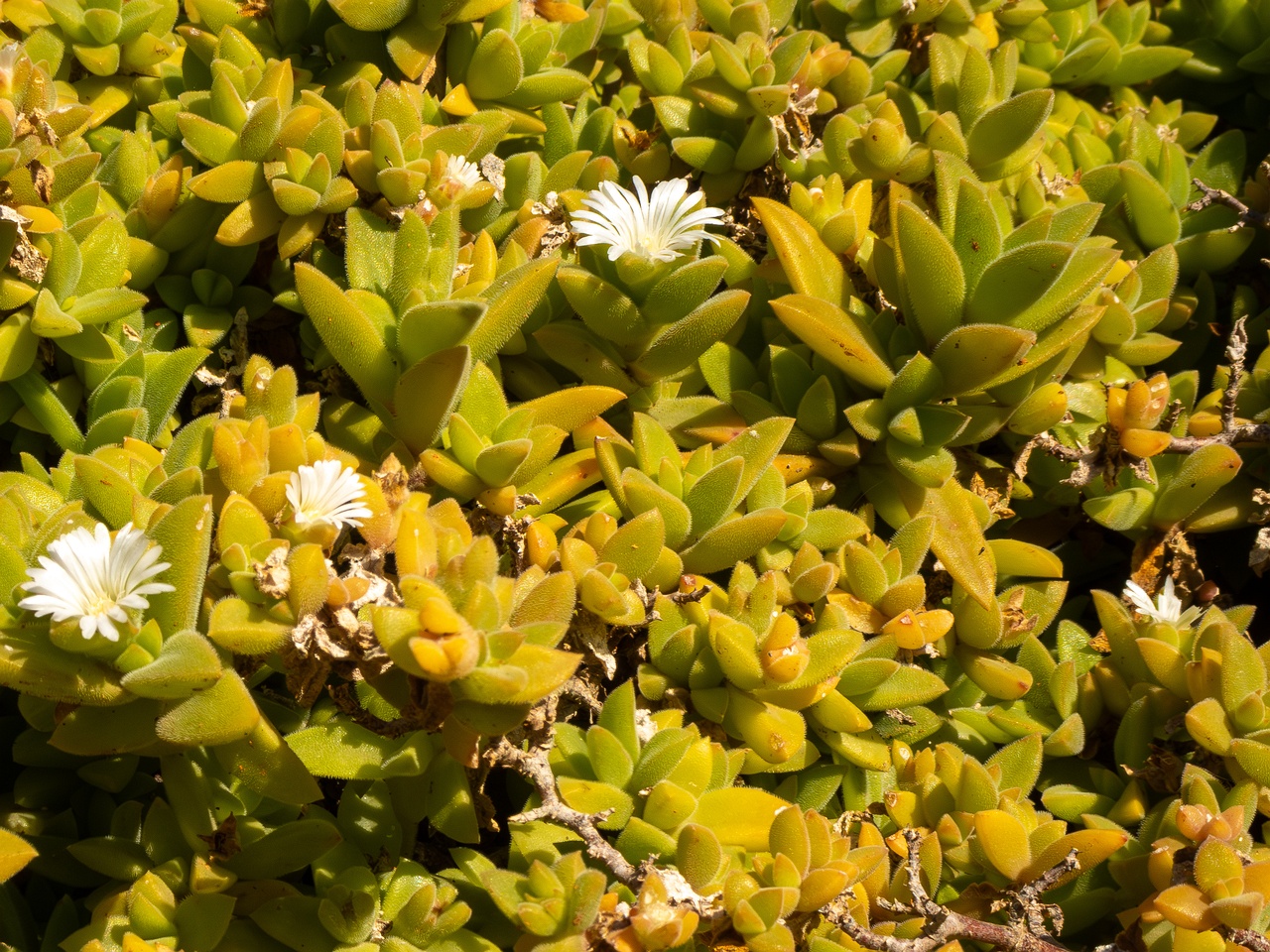 Mesembryanthemum nodiflorum _2025-05-13_1-1