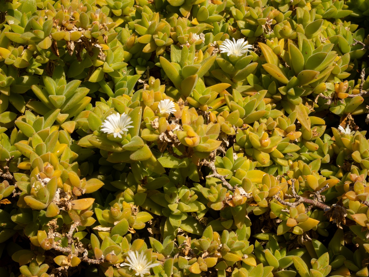 Mesembryanthemum nodiflorum _2025-05-13_1-2