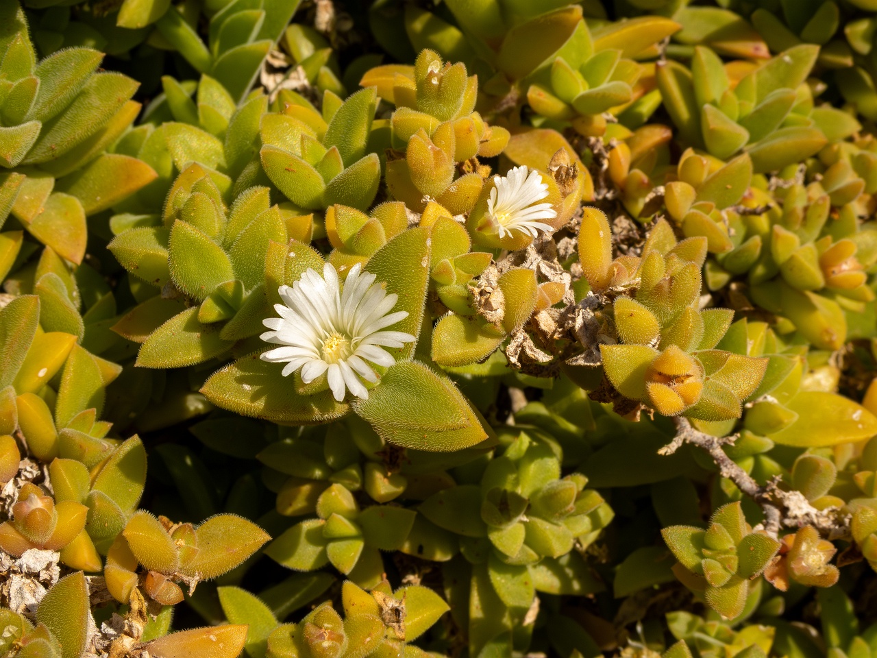 Mesembryanthemum nodiflorum _2025-05-13_1-3