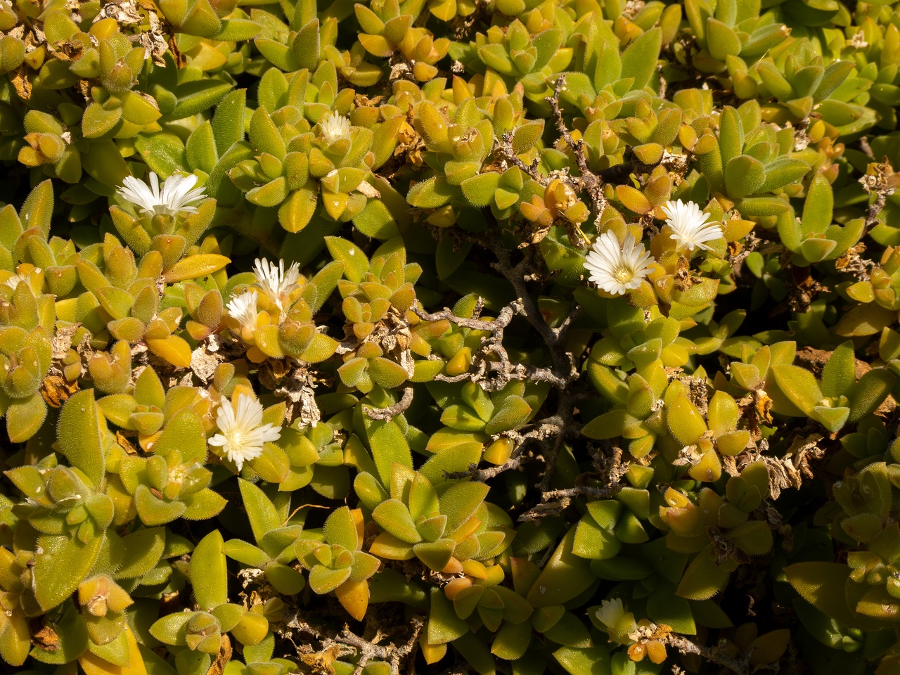 Mesembryanthemum nodiflorum _2025-05-13_1-5