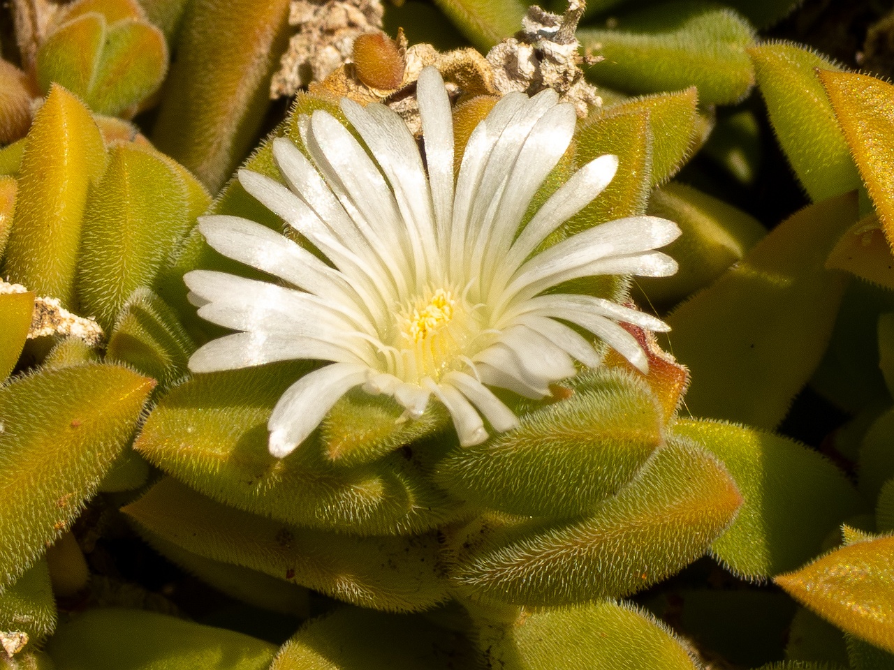 Mesembryanthemum nodiflorum _2025-05-13_1-6