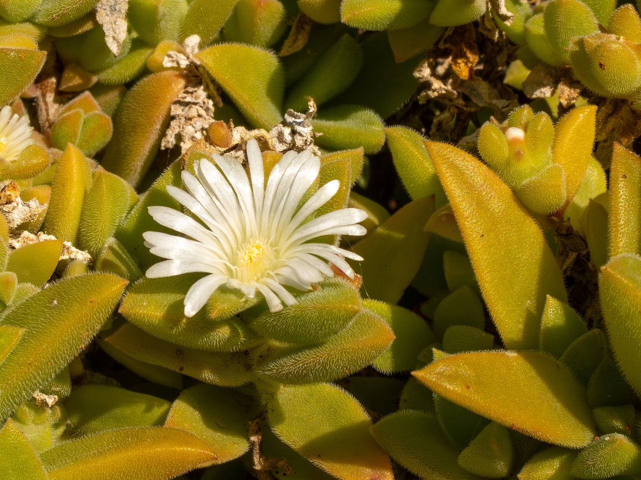 Mesembryanthemum nodiflorum _2025-05-13_1-7