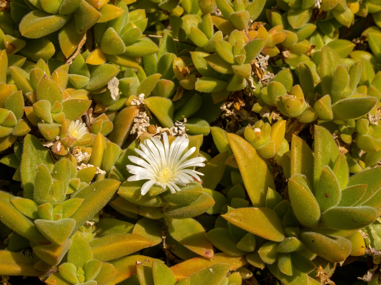 Mesembryanthemum nodiflorum _2025-05-13_1-8