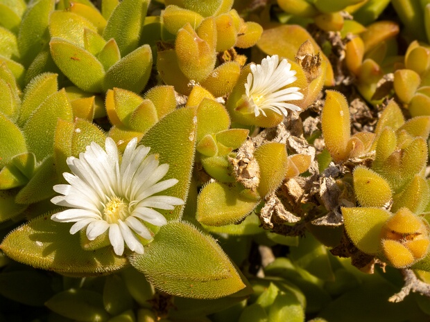 Мезембриантемум узлоцветный - Mesembryanthemum nodiflorum