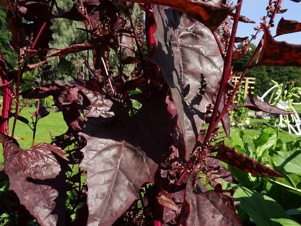 Лебеда садовая 'Пурпурная' - Atriplex hortensis 'Purpurea'