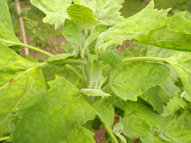 Марь Берландье - Chenopodium berlandieri