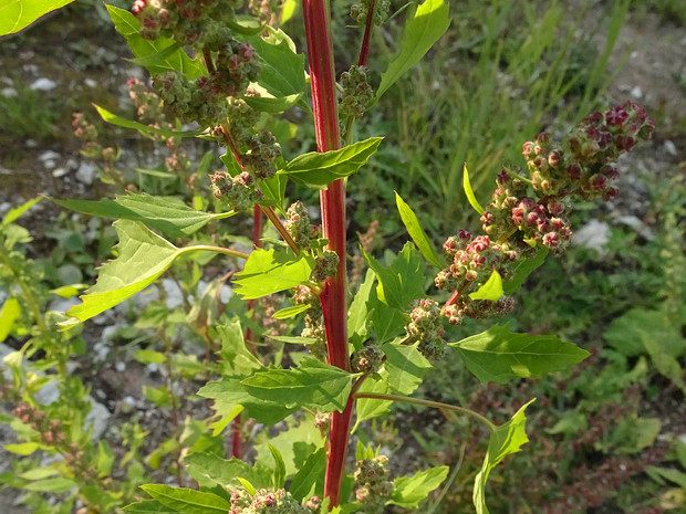 Марь красная - Chenopodium rubrum