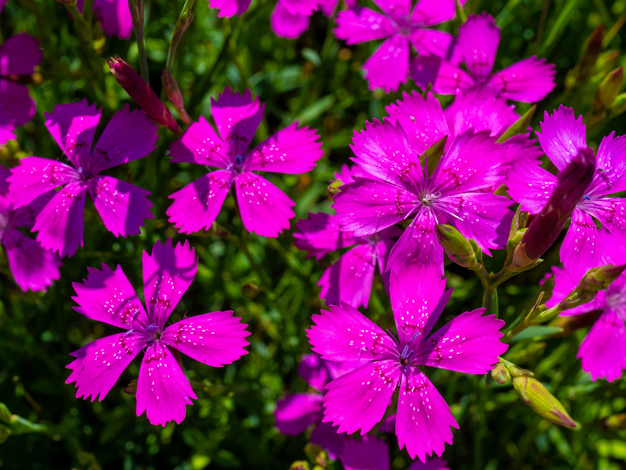 0kadriorg_park_gass_lawn_near_japanese_garden-3