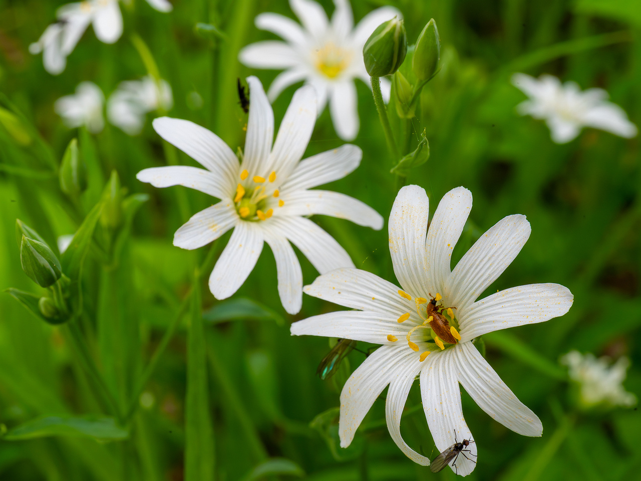!stellaria-holostea_2023-05-21_1-2