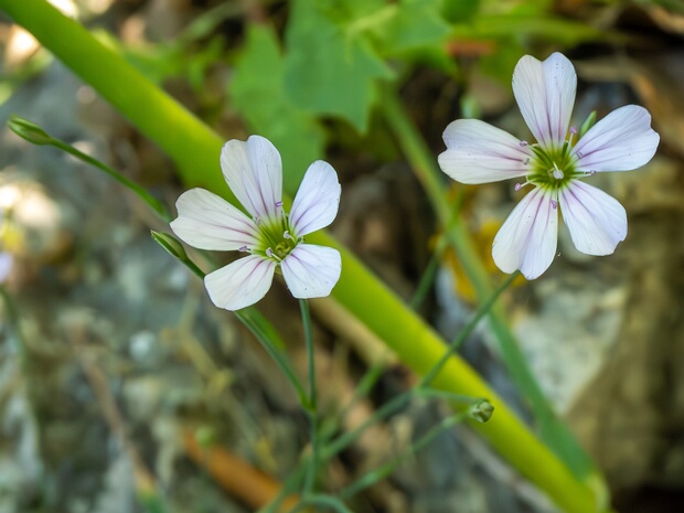 Петрорагия камнеломка - Petrorhagia saxifraga