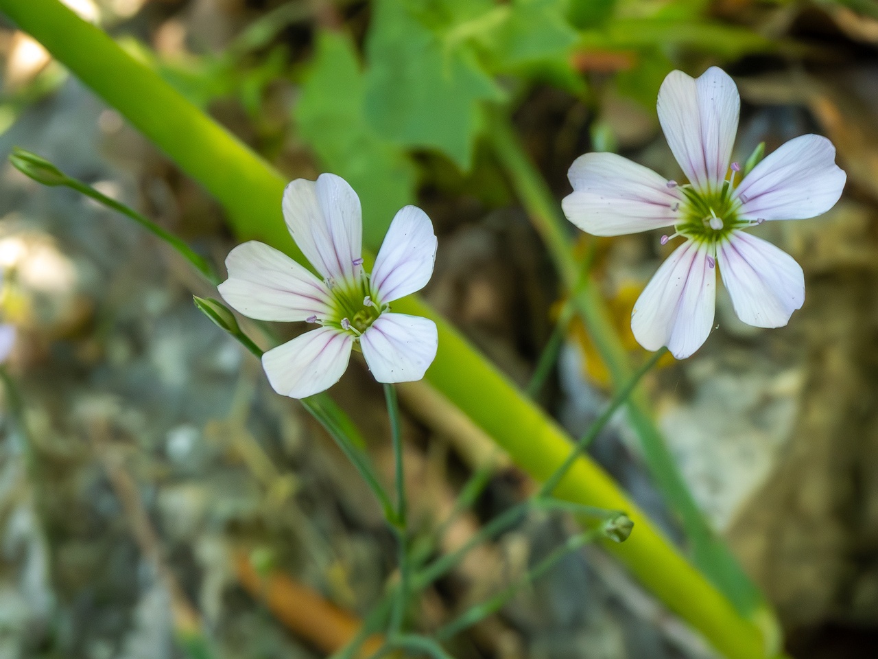 !Petrorhagia saxifraga _2025-05-15_1-5