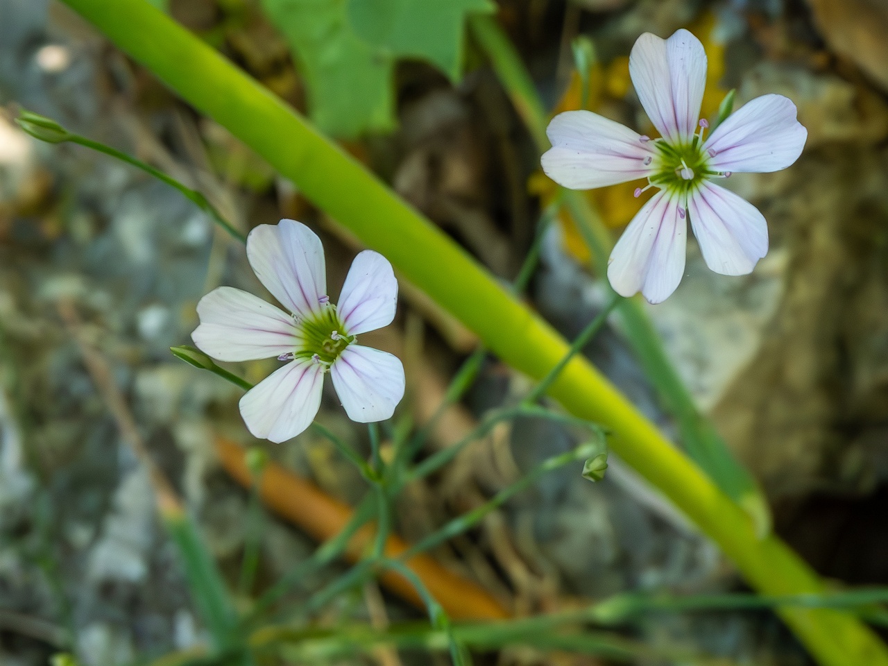Petrorhagia saxifraga _2025-05-15_1-1