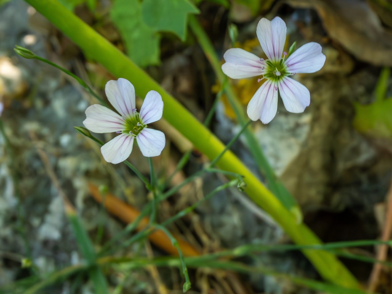 Petrorhagia saxifraga _2025-05-15_1-2