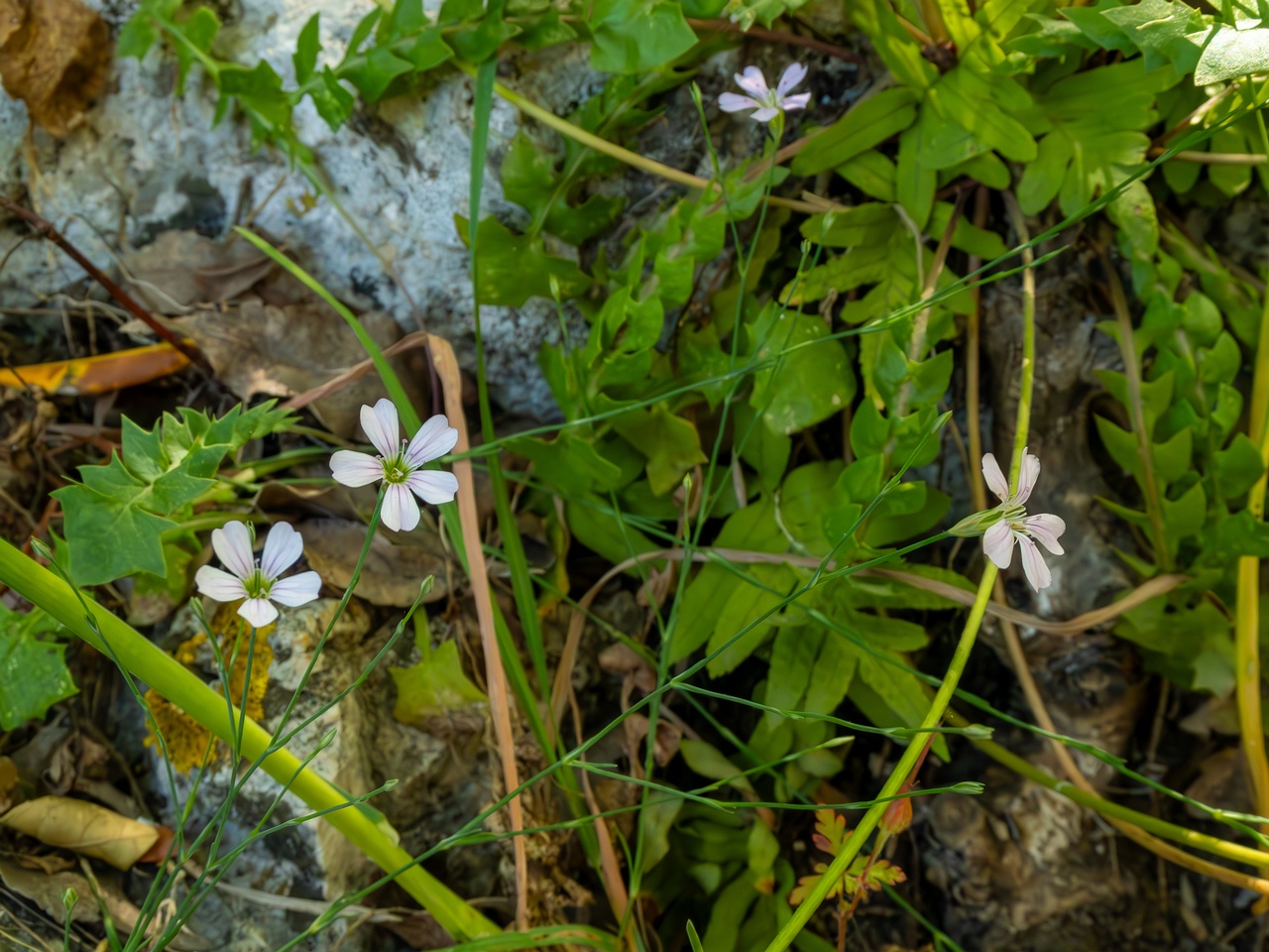 Petrorhagia saxifraga _2025-05-15_1-3