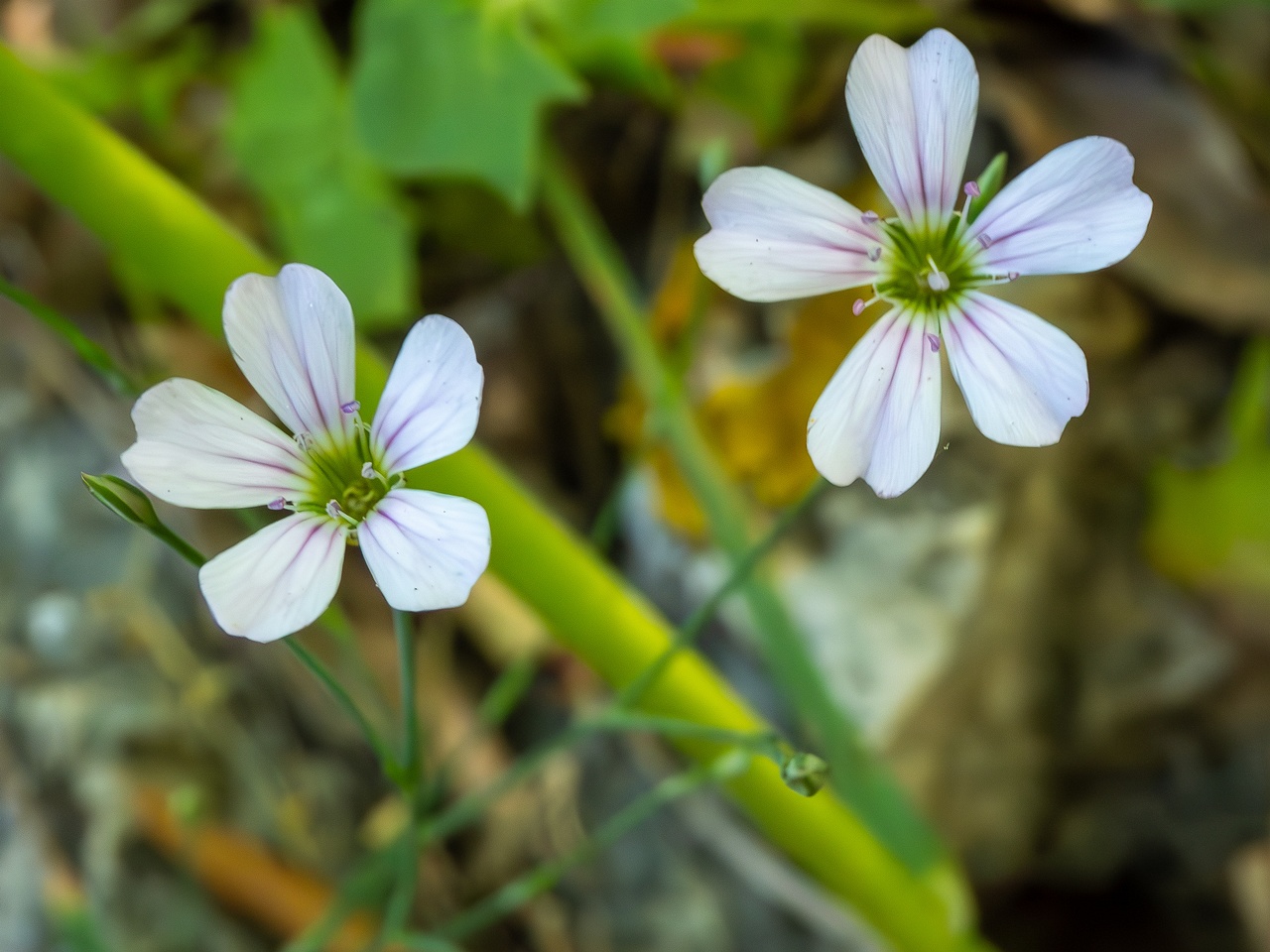 Petrorhagia saxifraga _2025-05-15_1-4