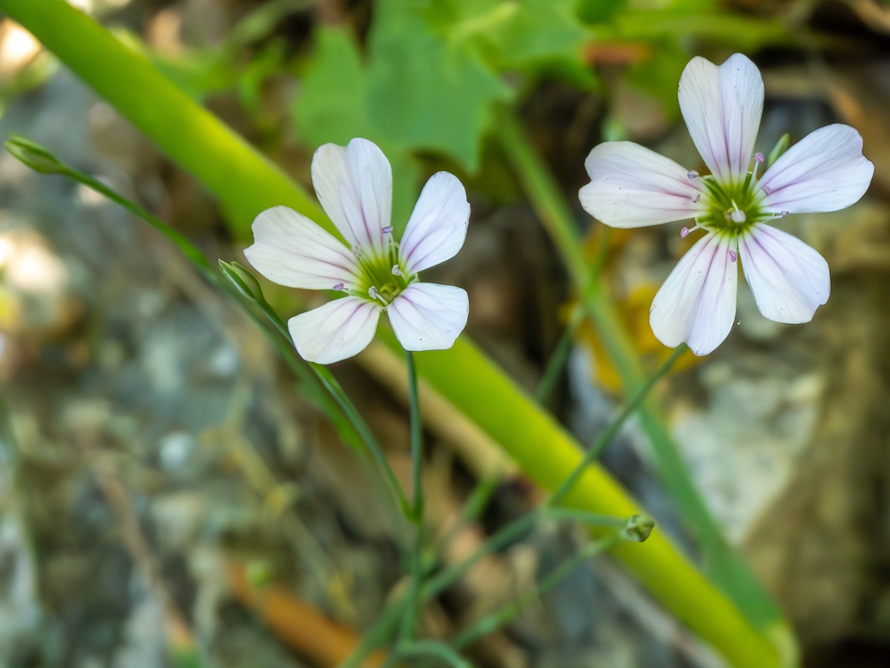 Petrorhagia saxifraga _2025-05-15_1-6