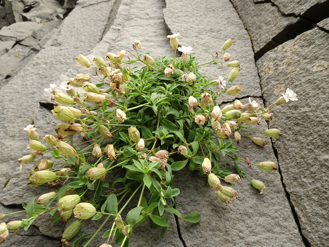 Silene uniflora 25-Jul-19 _ 15_57_34