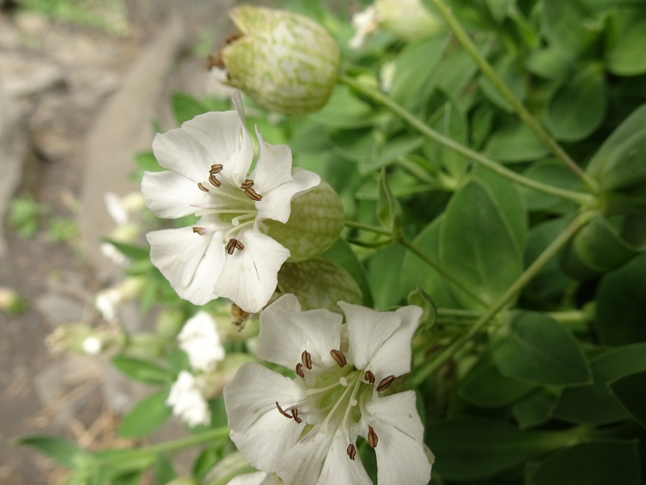 Silene uniflora 25-Jul-19 _ 15_59_12