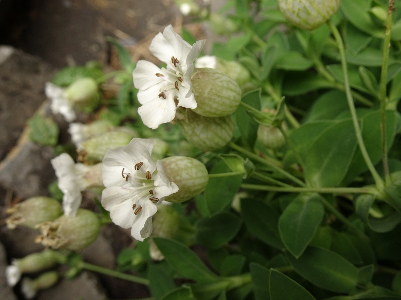 Silene uniflora 25-Jul-19 _ 15_59_38