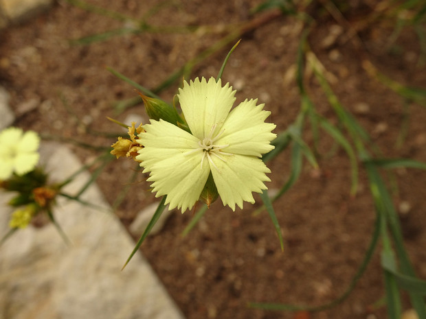 Гвоздика Кнаппа - Dianthus knappii