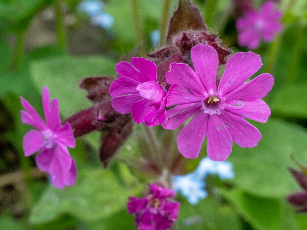 Дрёма двудомная - Silene dioica