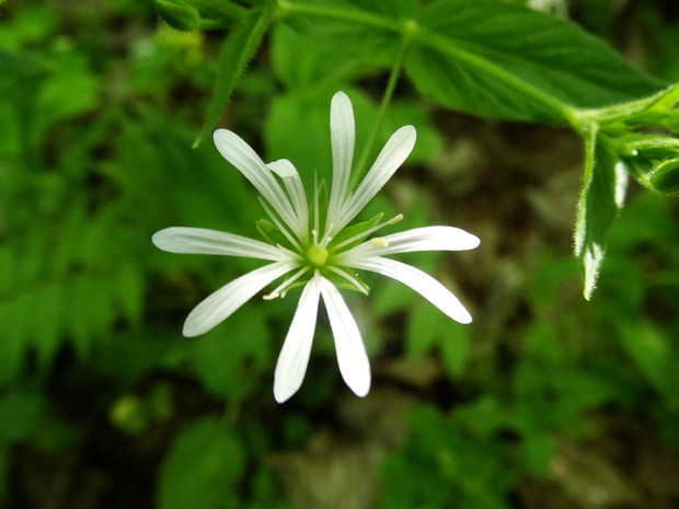Звездчатка лесная - Stellaria nemorum
