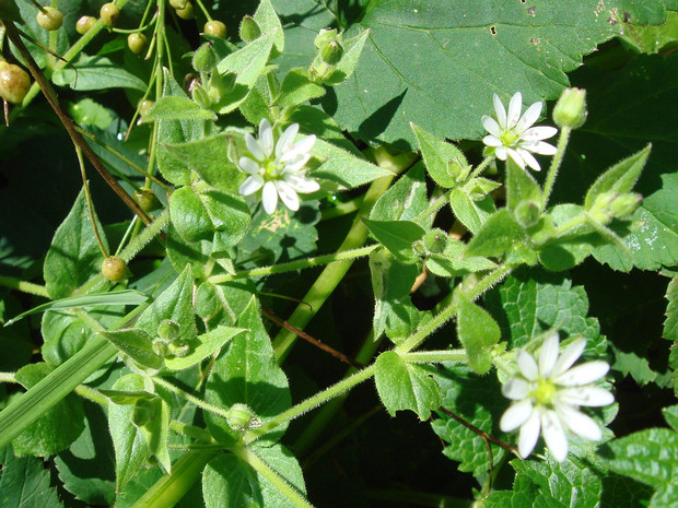 Звездчатка средняя, Мокрица - Stellaria media