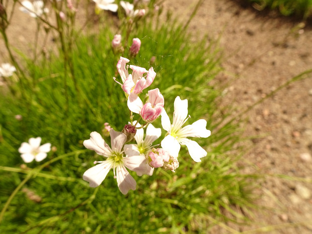 Качим тонколистный - Gypsophila tenuifolia