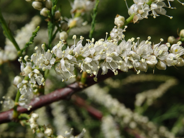 Гребенщик ветвистый белая форма - Tamarix ramosissima f. alba