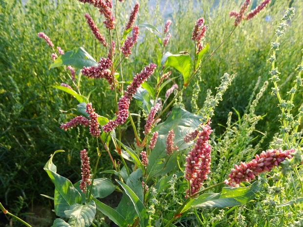 Горец длиннощетинковый - Persicaria longiseta