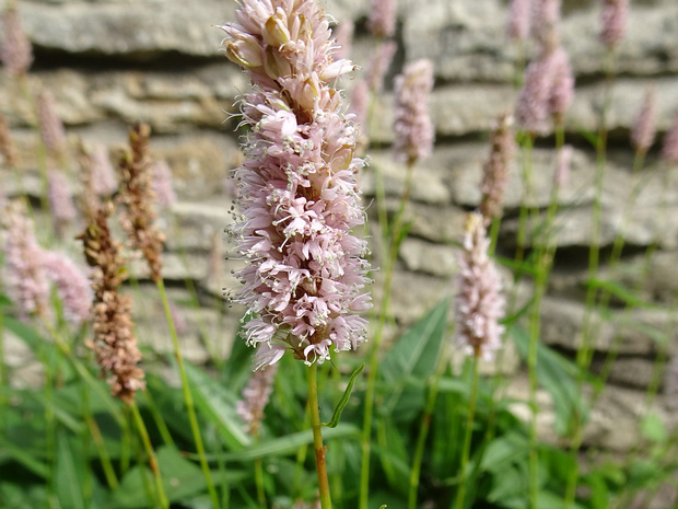 Змеевик большой - Bistorta officinalis